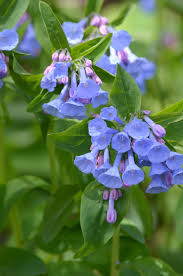Mertensia maritima, also called oyster plant or oysterleaf, is a surprising plant that tastes quite uncanny for a member of the plant kingdom. Mertensia Virginica Virginia Bluebells Prairie Moon Nursery