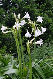 Image result for Crinum walteri