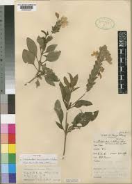 Image result for Crossandra mucronata