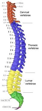 A tough, springy disc of cartilage sits between the vertebrae of your spine. The Vertebral Column Human Anatomy And Physiology Lab Bsb 141