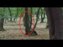 Check spelling or type a new query. Padurea Hoia Baciu Fenomene Stranii In Romania Youtube