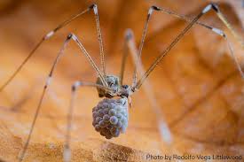 Image result for Vitellariopsis