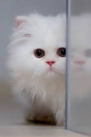 Wallpaper lucu kucing dan laptop gambar kartun lucu dan via kumpulankartunlucu.blogspot.com. Cute White Cat Wallpaper Download To Your Mobile From Phoneky