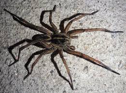 Wolf Spider Tigrosa Helluo Wolf Spider Spider Species Spider