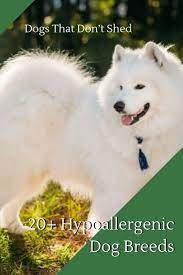 Dogs That Don T Shed 20 Hypoallergenic Dog Breeds In 2019 Merchdope Dogs Dogbreeds Hypoallerge Hypoallergenic Dog Breed Dog Breed Names Large Dog Breeds