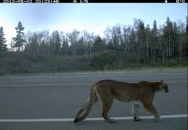 Waterton Lakes National Park, Parks Canada - The picture is ...