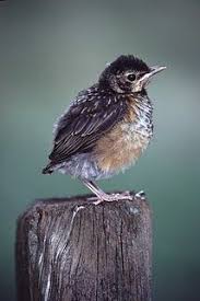 Birds That Cant Fly Haikuyou Robins Backyard Birds Beautiful Birds Baby Robin