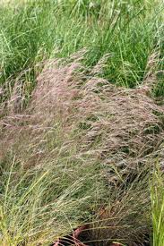 Image result for Aristida bipartita