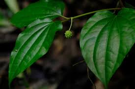 Image result for Piper capense