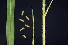 Image result for Rottboellia