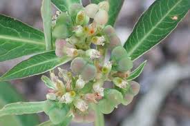 Image result for Euphorbia heterophylla
