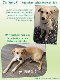 Leider hat sich mein gesundheitszustand bei der anschaffung noch nicht abgezeichnet. Chinook Mischling Tierschutzverein Pro Canalba E V Facebook