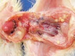 Aspergillosis is an infectious fungal disease affecting poultry in which birds will usually be left gasping for breath. Aspergillosis Diseases Of Poultry The Poultry Site The Poultry Site
