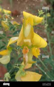 Image result for Crotalaria laburnifolia