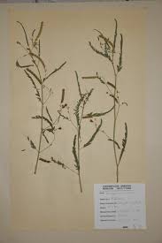 Image result for Aeschynomene inyangensis