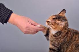 Cat Shaking Hands Pet Parent Cats Food Animals
