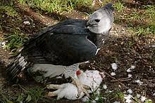 Although several subspecies including the arctic peregrine falcon and the american peregrine falcon were once considered endangered, they have made a successful recovery and are no longer listed on the endagered species list. Harpy Eagle Wikipedia