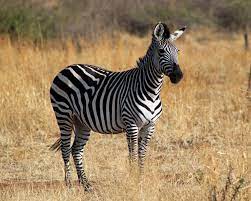 Most of these interesting animals prefer living in savanna woodlands and grasslands without trees. Plains Zebra Facts Diet Habitat Pictures On Animalia Bio