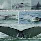 Whales in North Carolina event image