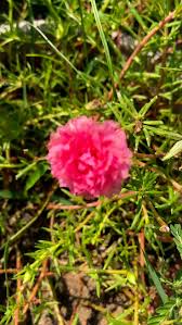 Image result for Eranthemum laxiflorum