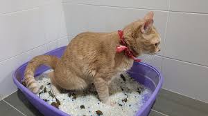 We did not find results for: How Often Should I Change Cat Litter 3 Things To Consider Excited Cats