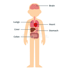 Human anatomy set free vector. Male Organ Chart Stock Illustrations 656 Male Organ Chart Stock Illustrations Vectors Clipart Dreamstime