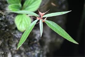 Image result for Dorstenia cuspidata