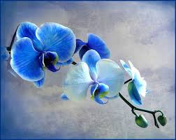 Florists, flower, flowers, wedding flowers, bouquets, kabloom, fruit baskets, funeral flowers, mothers day, valentines, easter, roses, plants, gourmet food baskets, tulips, orchids, daisies and more in edison, nj. Blue Diamond Orchid Flower Painting Orchids Flower Art