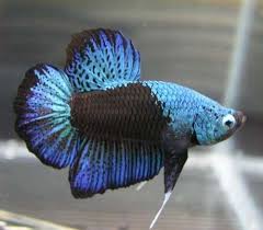 Fish Collection Hickey Decorative Betta Fish Betta Fish Betta Betta Fish Tank