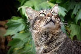 Top 5 Reasons Why Cats Eat Grass Tractive Blog