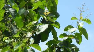 Image result for Tectona