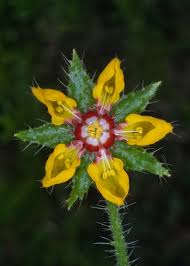 Image result for Danthoniopsis dinteri