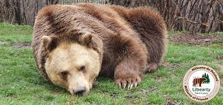 Complexul turistic 7 crai este situat in zona plaiul foii la aporximativ 8 km de centrul orasului zarnesti pe drumul forestier. Amp Libearty Bear Sanctuary Home Facebook