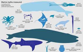 how big are the biggest squid whales sharks jellyfish