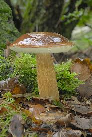 Image result for Boletus badius