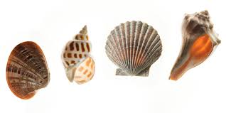 Gezinti kısmına atla arama kısmına atla. La Forma De Las Caracolas Y Conchas Marinas Casualidad O Diseno