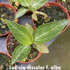 Image result for Faurea discolor