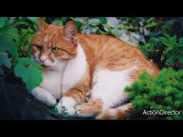 Nature Cat Outdoor Animals Youtube In 2020 Animals Cats Cute Animals