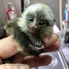 Pocket Monkey We Are Located In Davie Florida In South Flo Baby Monkey Pet Pets For Sale Cute Baby Monkey