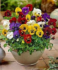 Winter Flowering Pansies Mixed Specials From Spalding Bulb Pansies Flowers Flower Pots Flower Seeds