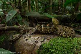 Image result for Bothrops punctatus