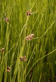 Image result for Pycreus flavescens