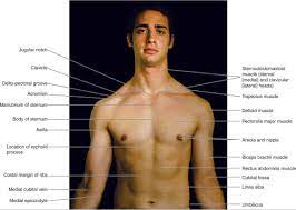 It provides protection to vital organs (eg, heart and major vessels, lungs, liver) and provides stability for movement of the shoulder girdles and upper arms. Atlas Of Surface Anatomy Hadzic S Peripheral Nerve Blocks And Anatomy For Ultrasound Guided Regional Anesthesia 2nd