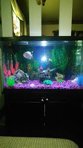 Pin By Alexis Carhart On Sea Life Sea Life Fish Tank Aquarium