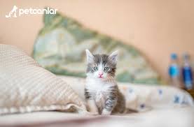 Yavru Kedi Mama Tavsiyesi