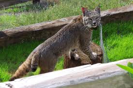 Now with high quality pictures of bobcat s. Bobcats Living On The Urban Edge Santa Monica Mountains National Recreation Area U S National Park Service