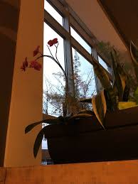 Beautiful selection of flowers that are perfect for hostess gift. Whole Foods Market Cambie Vancouver British Columbia Health Store Happycow