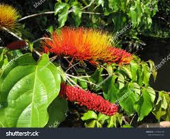 Image result for Combretum mkuzense