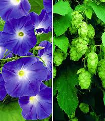 Hat sehr geklappt mit dem versand. Kletterpflanzen Kollektion Kletterpflanzen Bei Baldur Garten