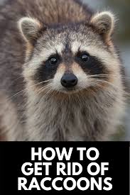 Tie the bag shut and then poke holes in the plastic. How To Get Rid Of Raccoons In Your Backyard Quickly 2021 Own The Yard Getting Rid Of Raccoons How To Get Rid Of Raccoons Raccoon